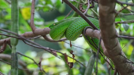 la cámara hace zoom deslizándose hacia la izquierda mientras esta serpiente está descansando mientras algunas hormigas también se mueven en las ramas, la víbora de la fosa de vogel, trimeresurus vogeli, tailandia