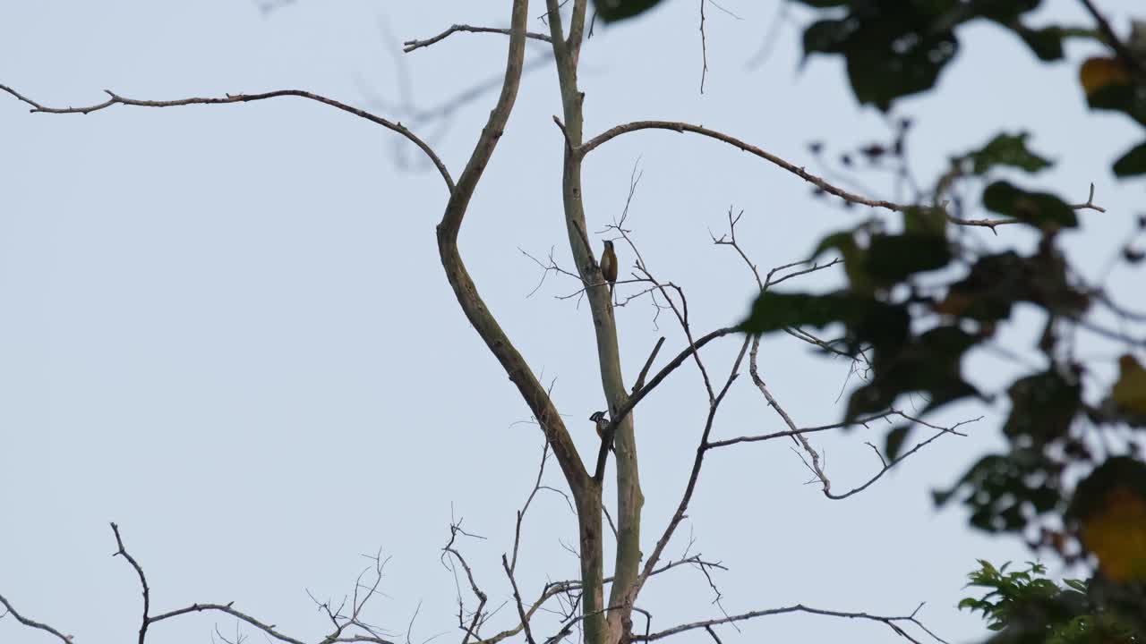 Two different individuals one on top while the other is climbing, Grey-headed Woodpecker Picus canus, Common Flameback Dinopium javanense, Kaeng Krachan National Park, Thailand