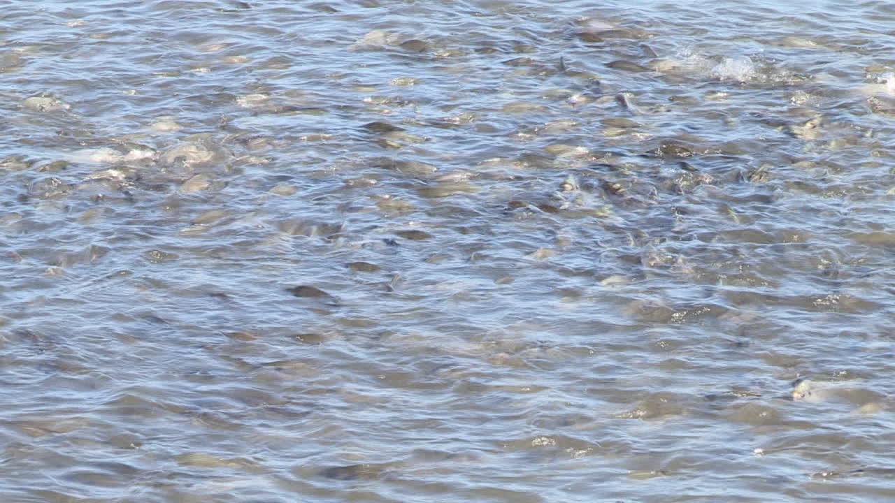 바닷물 연못에서 먹이를 먹는 물고기 떼