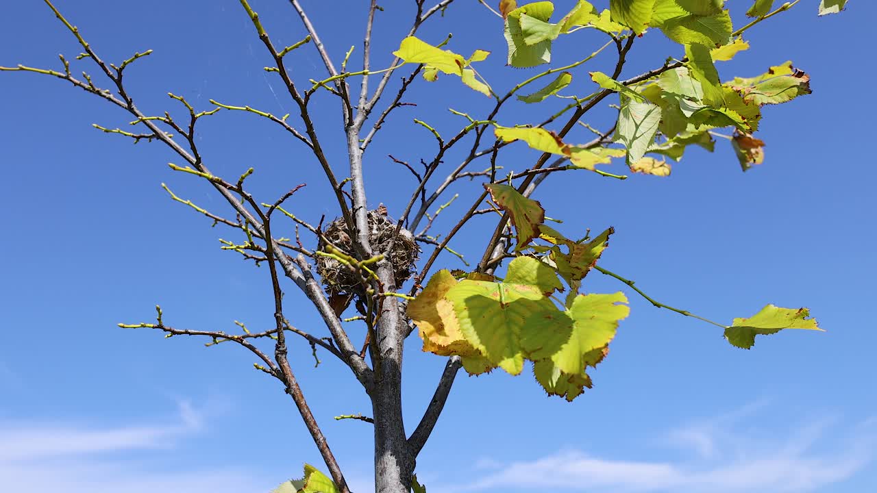 Bird constructing nest on tree branch