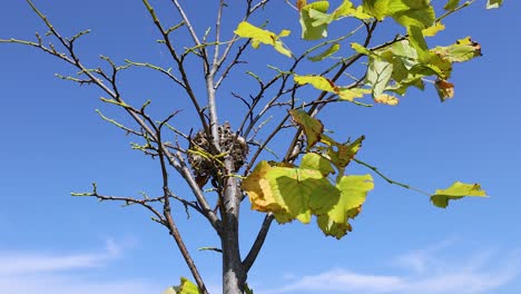 bird constructing nest on tree branch