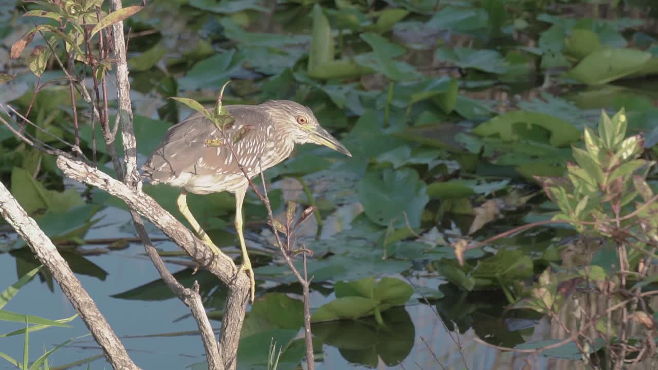 цапля, сидящая на ветке дерева в поисках пищи в эверглейдс
