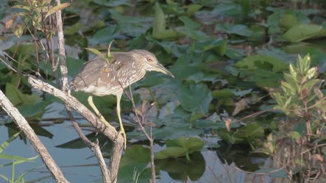 garza posada en la rama de un árbol en busca de comida en los everglades