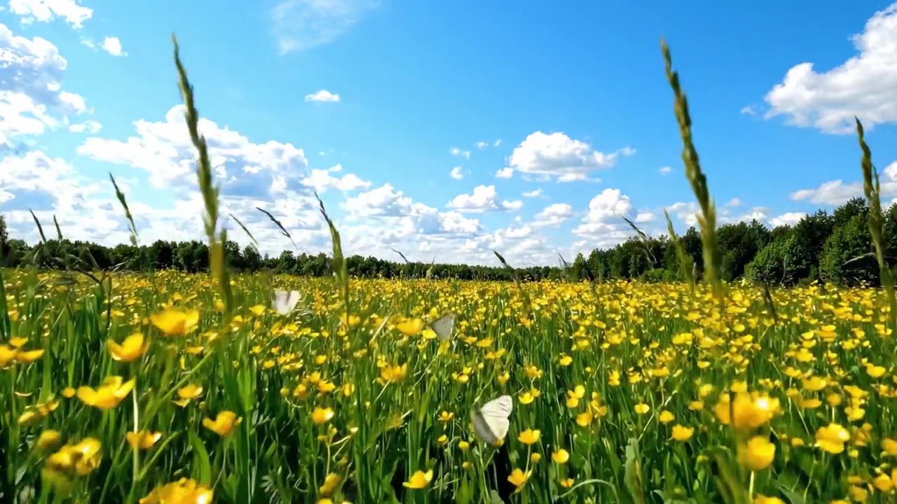 A Beautiful Expansive Field of Bright Yellow Buttercups Under a Gorgeous Blue Sky with Fluffy Clouds, Captured in Two Stunning Frames of Nature's Splendor