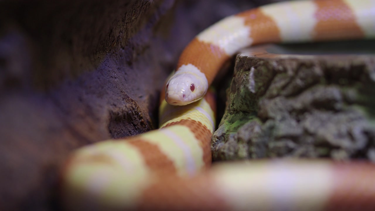 Close-up of an Albino Milk Snake Flicking its Tongue
