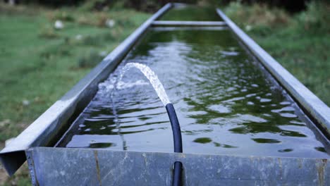 trough filling with water for animals to drink