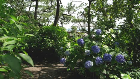 Caminando-Por-Un-Hermoso-Bosque-Inundado-De-Luz-Con-Flores-De-Hortensia.