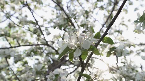 Fruit-tree-in-flower-bloom-with-white-flowers-against-a-bright-sky-at-sunset