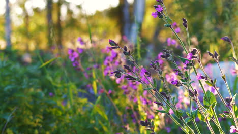 Lupin-flowers-in-sunny-woods,-rack-focus-shot