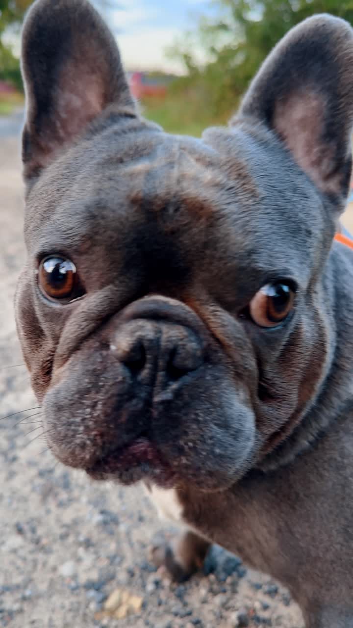 Un bulldog francese guarda di lato mentre è seduto su una strada sterrata. Un bulldog francese guarda di lato mentre è seduto su una strada sterrata