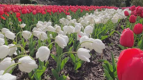 tulip is a genus of perennial herbaceous bulbous plants of the lily family. the center of origin and the greatest diversity of tulip species are the mountains of northern iran  and tien shan.