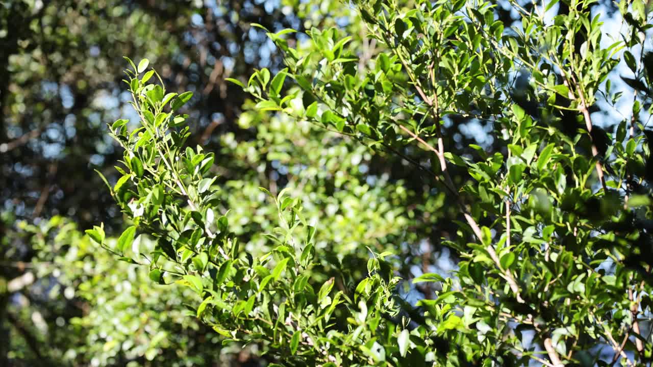 Vibrant green leaves gently sway under sunlight in a serene forest setting, capturing nature's tranquility and movement