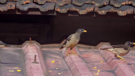 mayna-eating-on-roof-three-slow-mo-fun