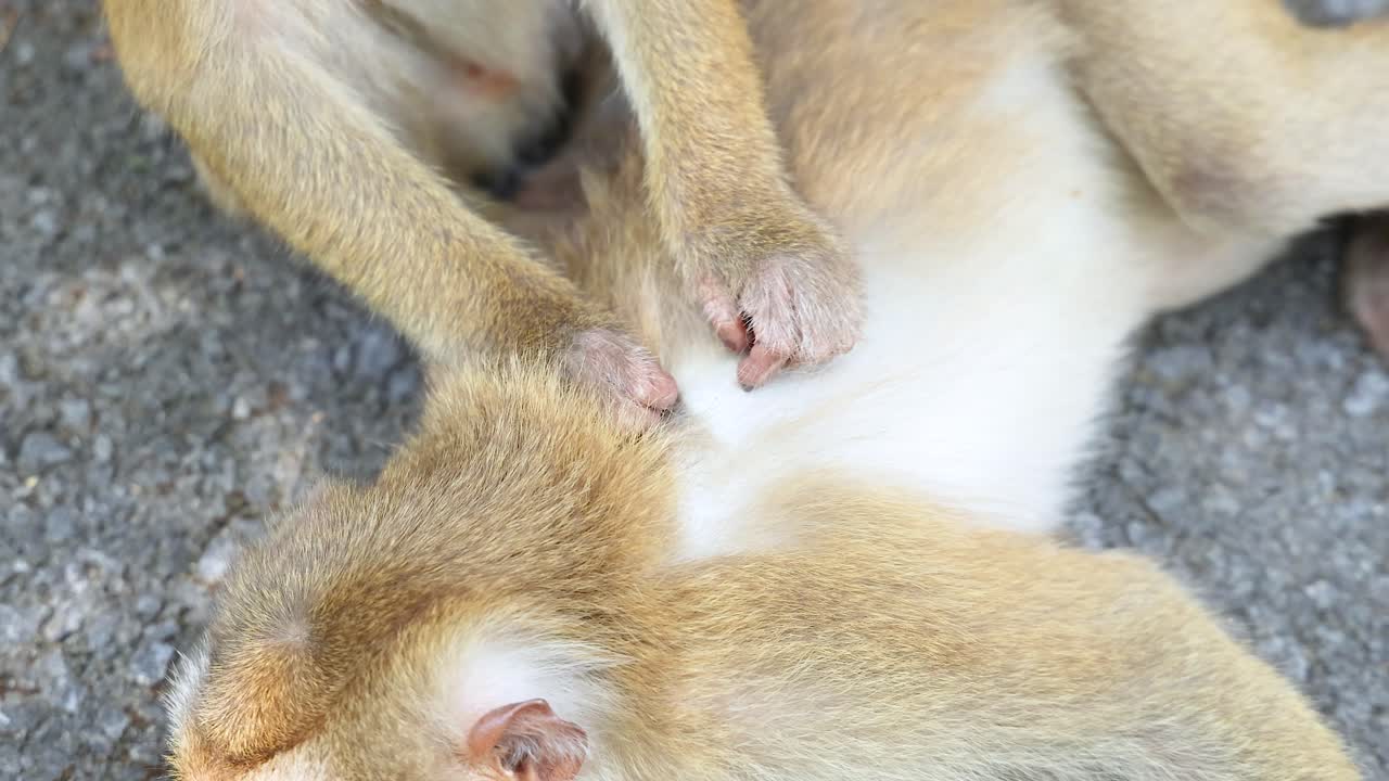 A monkey is seen grooming another on a sunlit path at Khao Rang Viewpoint, Phuket, showcasing natural behavior and interaction