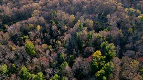 aerial dolly tilt up establishes thicket of trees on quabbin reservoir hillside