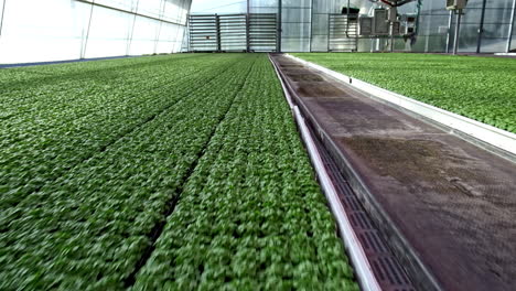 en el tiro de empuje en el gran invernadero sobre filas de plantas de albahaca cultivadas