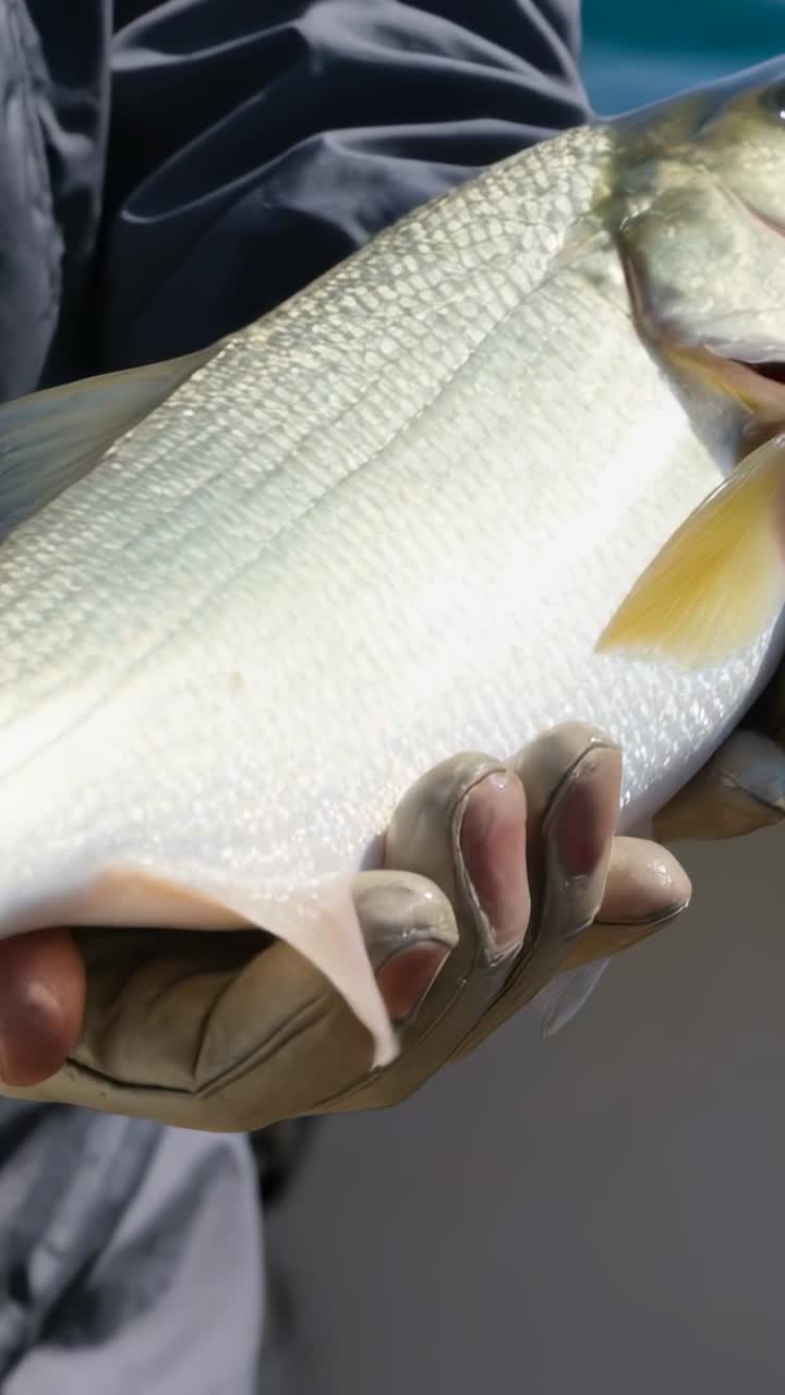 Angler Releasing a Caught Fish from a Boat