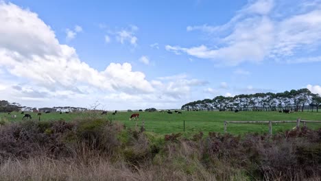 lush fields, grazing cows, and scenic views