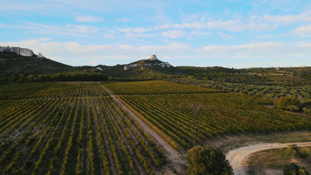 pájaros volando sobre filas ordenadas de vides en un hermoso viñedo en provenza, francia