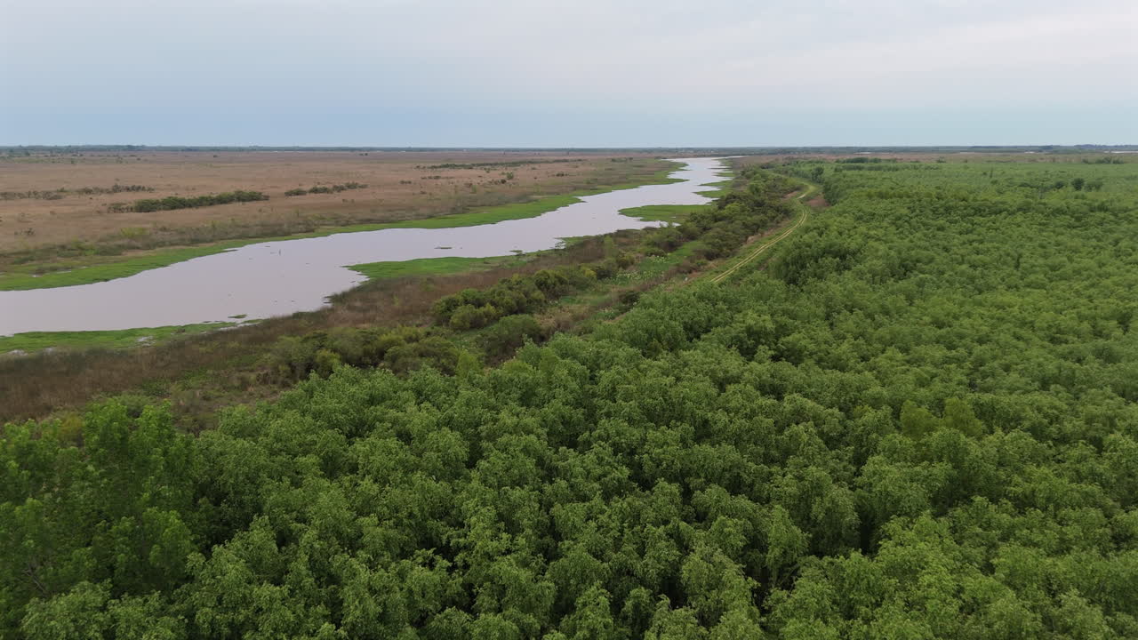Aerial view of river flowing through dense green wetlands vegetation and forest edge in delta region, Paraná Delta, Argentina.