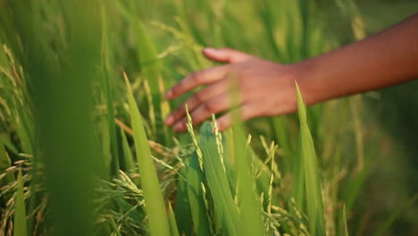 adolescente moviendo la mano a través de granos de cultivo de arroz