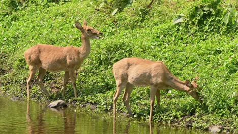 two female eld's deer seen grazing on the side of the stream where the grass is greener and healthy, panolia eldii, female, huai kha kaeng wildlife sanctuary in thailand