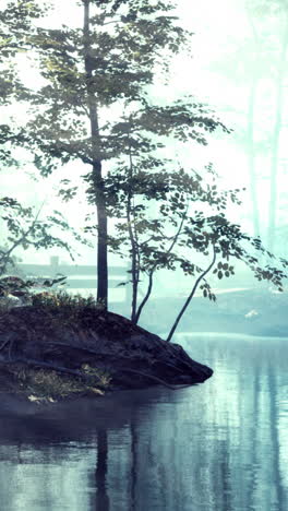 misty forest lake scene