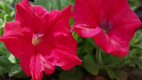 close up of red flowers in a garden in muscat, oman