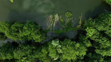 fallen trees in wetland due to storm and flood