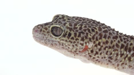 Leopard Gecko Head Close Up