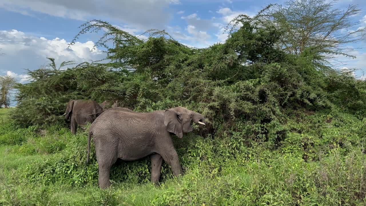 African bush elephant (Loxodonta africana) eating acacia branches in Ngorongoro crater in Tanzania.