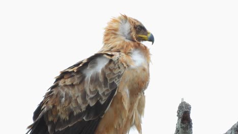 wind blowing on a tawny eagle (aquila rapax), looking for food from the comfort of its perch on a tall tree.