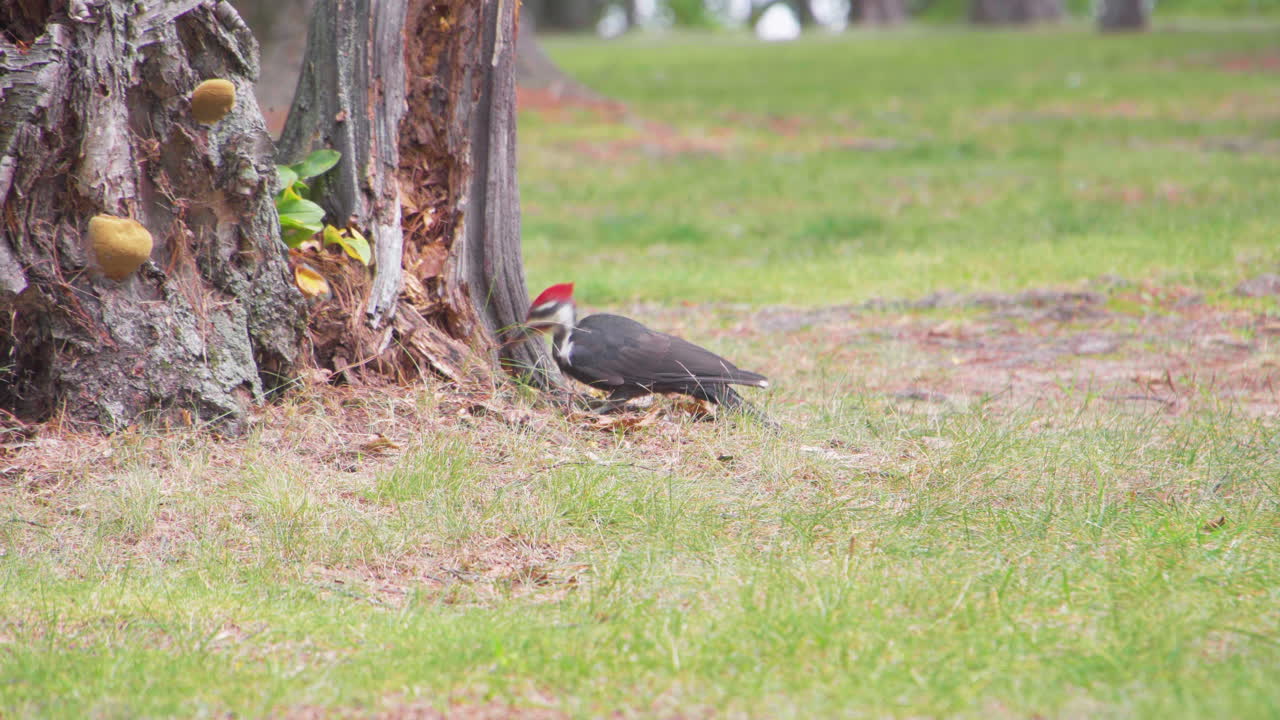 Ivory-billed woodpecker with red tuft pecking at tree trunk with mushrooms on it in the grass in Minnesota in August