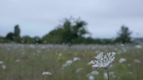 Regenschirm-Wildblumenfelder-In-Geringer-Schärfentiefe-In-Der-Französischen-Landschaft