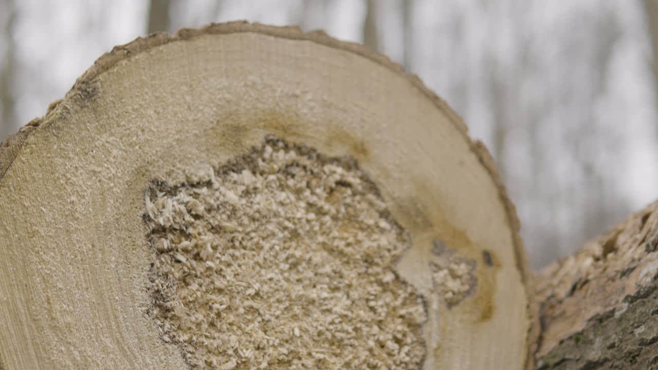 로그  ⁇ 단면의 자세한 모습, 가구 목재