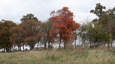 árboles de color de otoño en el borde de un campo