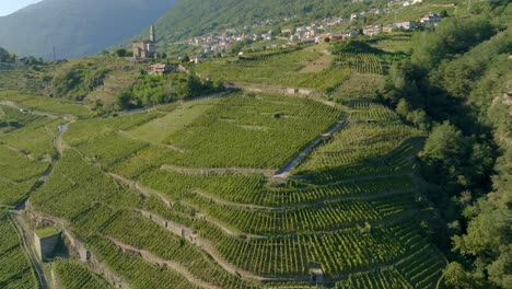 north italy, sondrio terraced vineyards