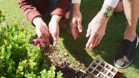 Close-up-of-diverse-senior-couple-working-in-garden-on-sunny-day