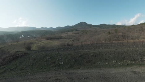 vineyard on the hills