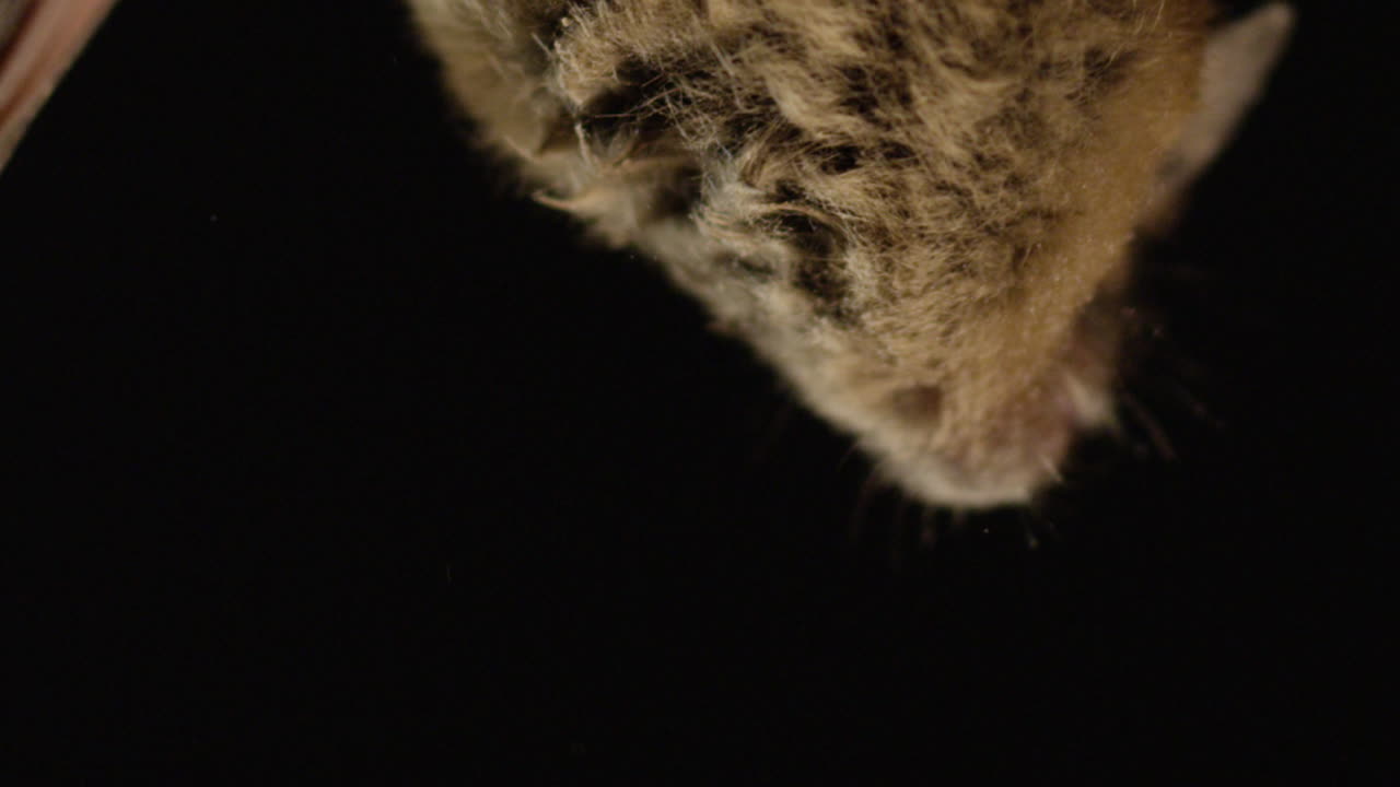 검은 배경에 고립 된 갈색 박쥐