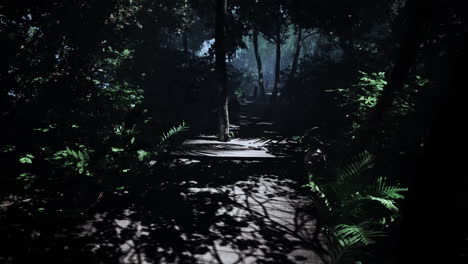 mysterious jungle path