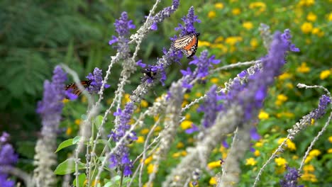 Una-Mariposa-Monarca-Y-Un-Abejorro-Negro-Comparten-Una-Flor-Hasta-Que-La-Monarca-Se-Va-Volando