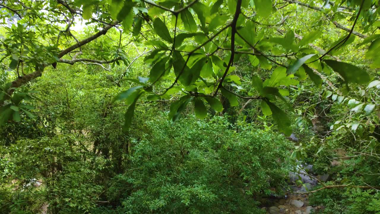 Aerial fly through rainforest canopy to reveal rocky stream at forest floor, Colombia