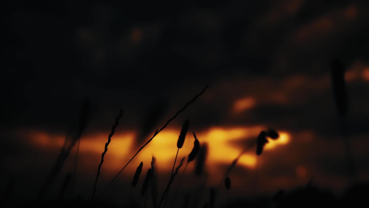 Silhouette Sunset Blooming Blowing Flowers at night with a blurry Dark blurry background