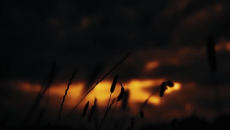 silhouette sunset blooming blowing flowers at night with a blurry dark blurry background