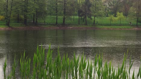 Pájaros-Volando-En-Un-Parque-Urbano-Donde-Hay-Un-Pato-En-El-Lago-Con-árboles-Verdes-En-El-Fondo-En-Un-Día-Lluvioso