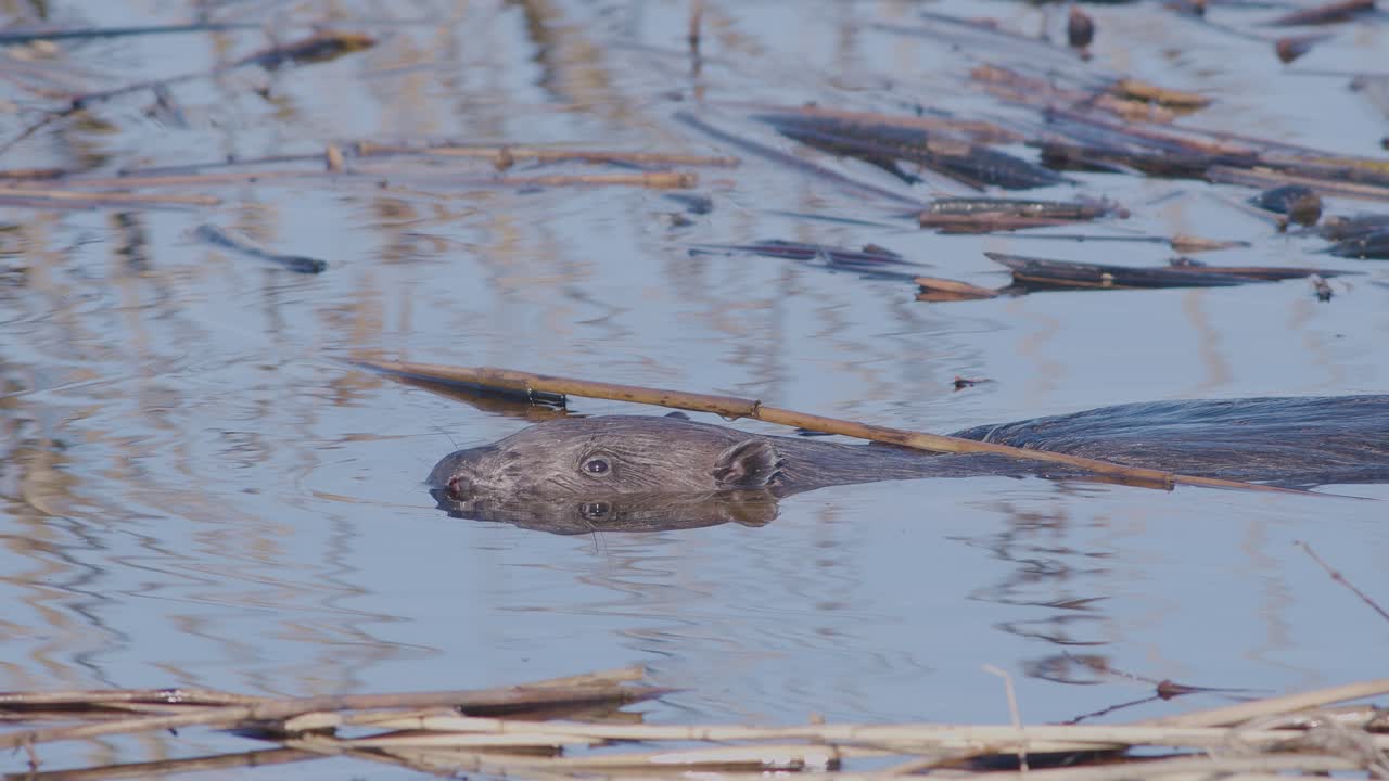 castor salvaje nadando en el lago y haciendo salpicaduras