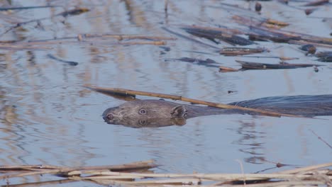 Wild-beaver-swimming-in-lake-and-making-splashes