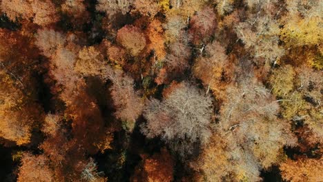 Farben-Des-Herbstes,-Patagonien,-Argentinien