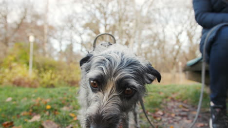 Nahaufnahme-Eines-Mexikanischen-Xoloitzcuintli-Hundes,-Der-In-Zeitlupe-Eine-Wurst-Isst